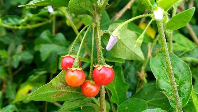 Nghiên cứu thành phần hoá học của cây cà gai leo