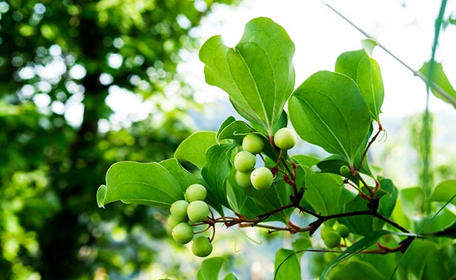 Tỳ giải