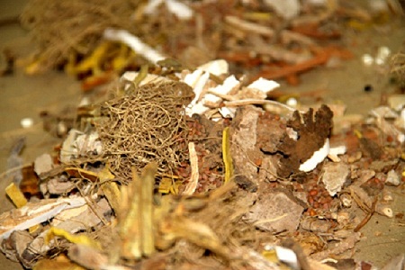 Độc hoạt ký sinh thang
