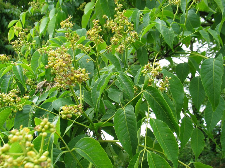 Hoàng bá