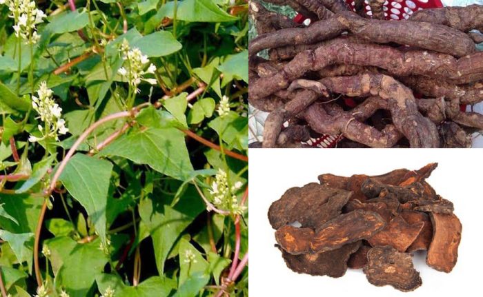 Nghiên cứu đặc điểm hình thái và giải phẫu loài hà thủ ô đỏ