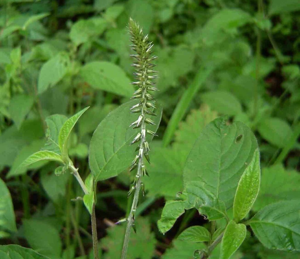 Ngưu tất