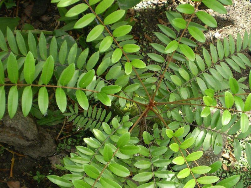 Kỹ thuật trồng cây Mật nhân