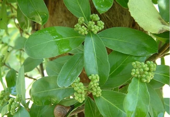Kỹ thuật trồng cây ba kích