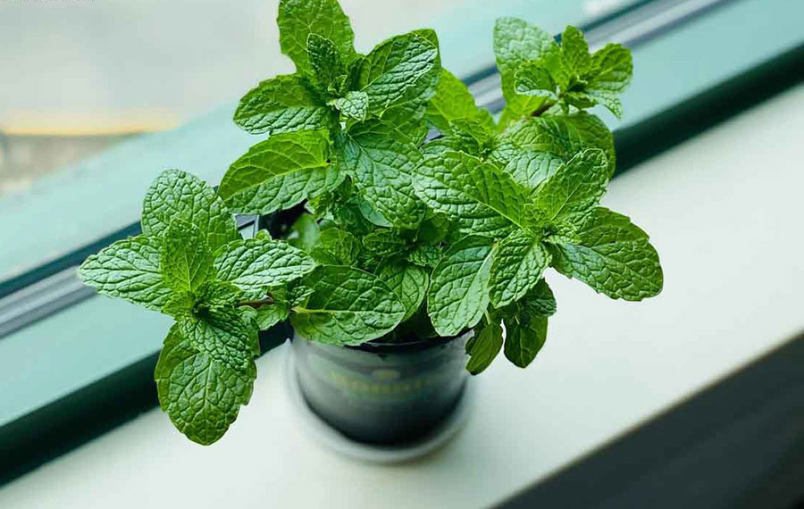 Kỹ thuật trồng cây Bạc hà