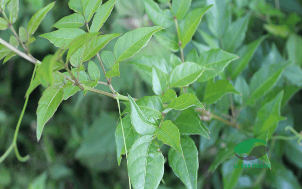 Kỹ thuật trồng cây chè dây