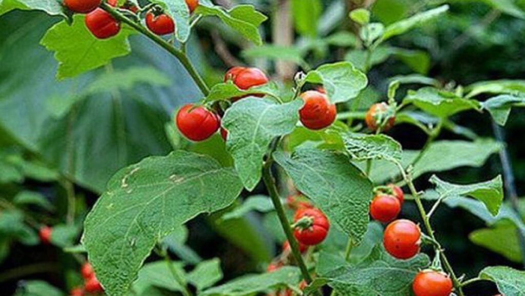 Kỹ thuật trồng cây cà gai leo