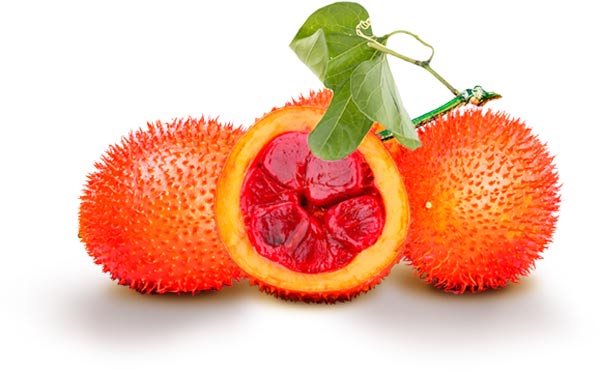 Nghiên cứu khoa học về quả gấc