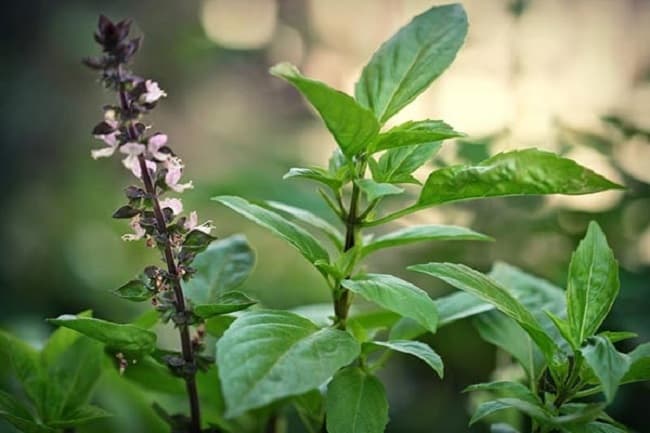 Kỹ thuật trồng cây Húng quế