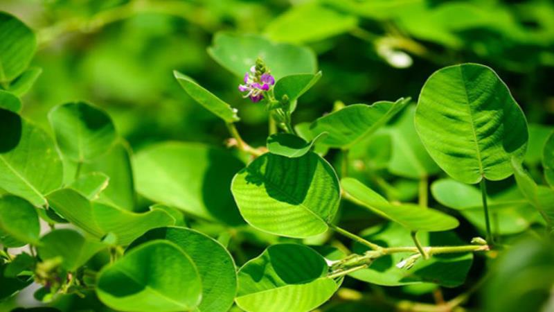 Kỹ thuật trồng cây Kim tiền thảo