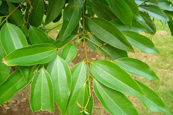 Kỹ thuật trồng cây Quế