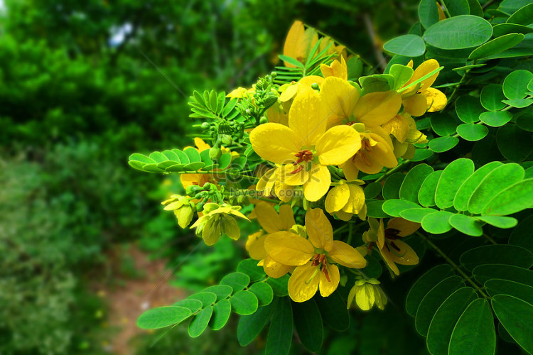Kỹ thuật trồng cây Thảo quyết minh